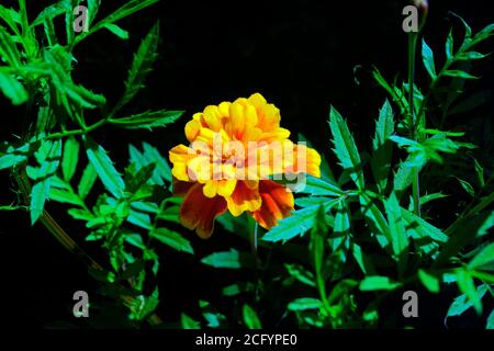 WUNDERSCHÖNE RINGELBLUME Stockfoto