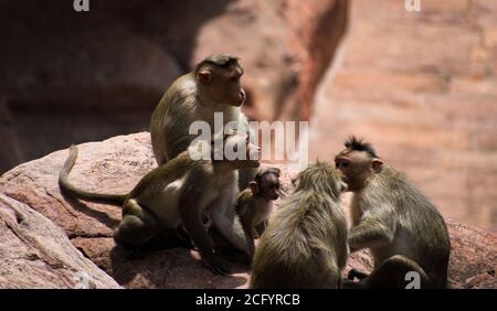 Indische Affenfamilie sitzt auf dem Felsen. Stockfoto