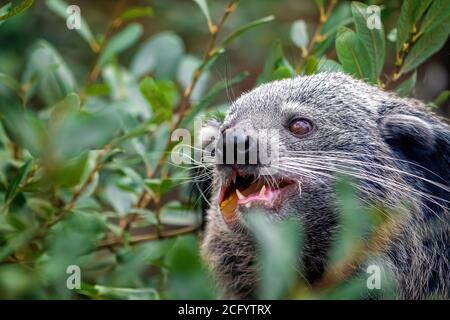Binturong, Arctictis binturong, Obst essen. Auch bekannt als bearcat, ist dieses Tier in Süd- und Südostasien beheimatet und ist in der gefährdet Stockfoto