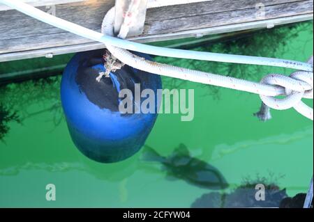 Blauer Kotflügel in einer Marina zum Schutz eines Segelbootes Stockfoto