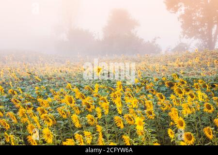 Ein Feld von Sonnenblumen im Nebel vor der Morgendämmerung. Stockfoto