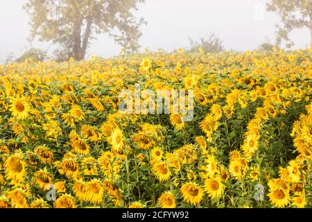 Ein Feld von Sonnenblumen im Nebel vor der Morgendämmerung. Stockfoto