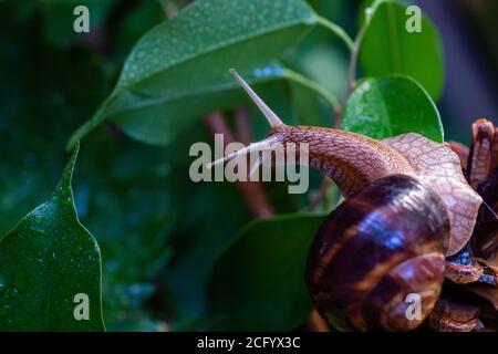 Große Schnecke auf einem Baumzweig. Burgudische, Traube- oder römische Speiseschnecke aus der Familie der Helicidae. Luftatmende Gastropoden. Stockfoto