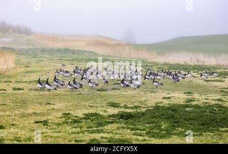 Die Weißwangengänse (Branta leucopsis) haben ihren Platz an der Nordsee gefunden. Stockfoto