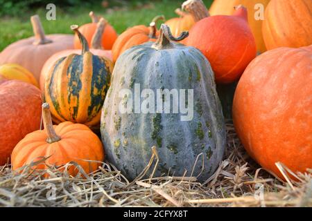 Kürbisse und Kürbisse im Garten. Verschiedene Sorten. Stockfoto