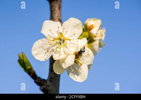 Zweig mit weißen Kirschblütenknospen Stockfoto