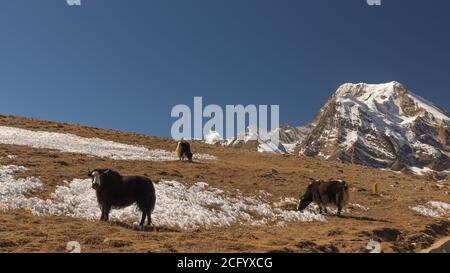 Eine Gruppe von Yaks, die auf den Wiesen stehen und grasen In großer Höhe bei Nord Sikkim Indien Stockfoto