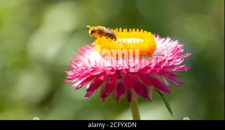 Natural World Beauty Concept - hochauflösende Nahaufnahme eines Honigbiene Futter auf einem gemischten tief rosa und Gelb zentrierter Erdbeerkopf Stockfoto