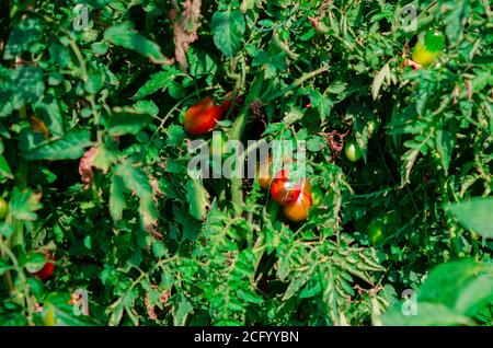 Die Herbsternte der roten Tomaten wächst auf den Büschen Auf dem Bauernhof Stockfoto