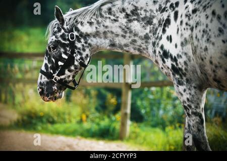 Ein wunderschön geflecktes schwarz-weißes Pferd geht in einem Paddock mit einem Holzzaun spazieren und isst an einem Sommertag frisches saftiges Gras. Das Pferd weidet. Stockfoto