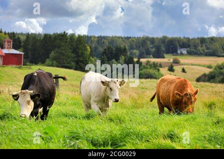 Rinder weiden in grünen grasbewachsenen Ackerland an einem Tag des frühen Herbstes. Stockfoto