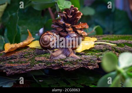 Große Schnecken krabbeln an der Rinde eines Baumes entlang. Burgudische, Traube- oder römische Speiseschnecke aus der Familie der Helicidae. Stockfoto