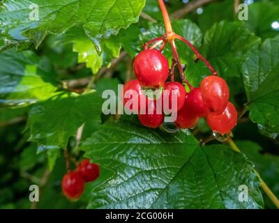 Reflexionen in Regentropfen auf schwarzen Haw Beeren Stockfoto