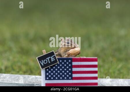 Chipmunk ABSTIMMUNG Stand Wahl Konzept mit USA Flagge Erdnüsse für Abstimmungen Kopierbereich Stockfoto