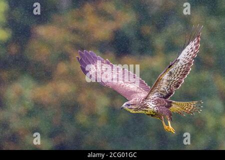 Ein häufiger Bussard im Sommerregen in Mitte Wales Stockfoto