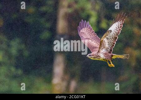 Ein häufiger Bussard im Sommerregen in Mitte Wales Stockfoto