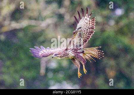 Ein häufiger Bussard im Sommerregen in Mitte Wales Stockfoto