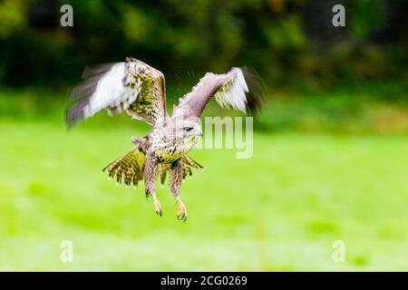 Ein häufiger Bussard im Sommerregen in Mitte Wales Stockfoto