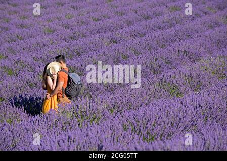 Frankreich, Alpes de Haute Provence, Plateau de Valensole, Paar in Lavendelfeldern Stockfoto