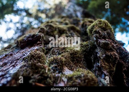 Hoher Baum mit Moos darauf in Biegung oregon Stockfoto