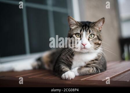 Entzückende Katze, die mit gekreuzten Pfoten auf einem Tisch liegt Stockfoto