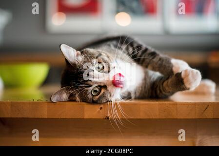 Katze liegt auf seiner Seite auf dem Küchentisch lecken Seine Lippen Stockfoto