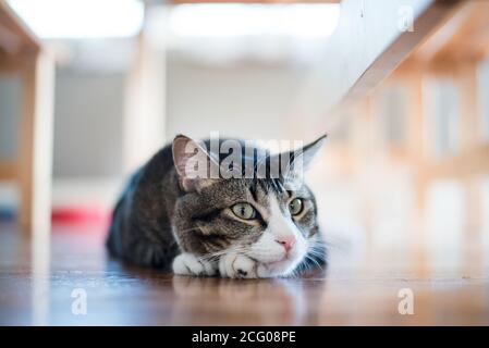 Katze starrte neugierig unter dem Küchentisch Stockfoto