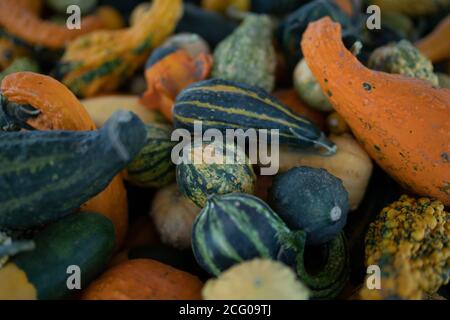 Dunkelgrüne Kürbisse und einige orangefarbene Kürbisse Stockfoto