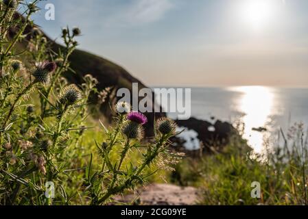 thistle auf St. Abbs Shore, Schottland Stockfoto