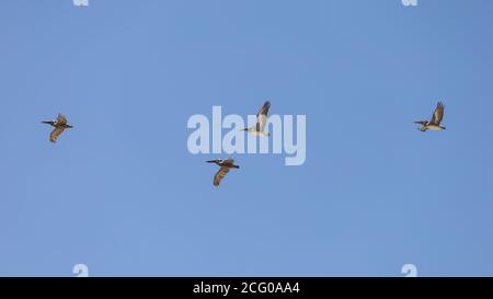 Vier Brown Pelicans im Flug über Ormond Beach in Florida. Stockfoto