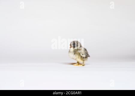 Entzückendes flauschiges Baby Huhn ostern Stockfoto