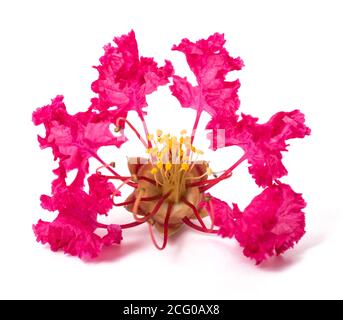 Crape Myrte Blume isoliert auf weißem Hintergrund Stockfoto