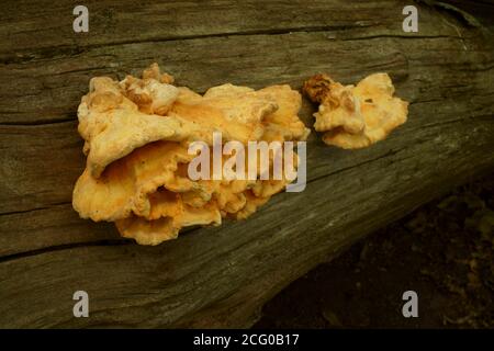 Das Huhn des Waldes die Pilze Laetiporus sulfureus, die auf dem Balken wachsen. Stockfoto