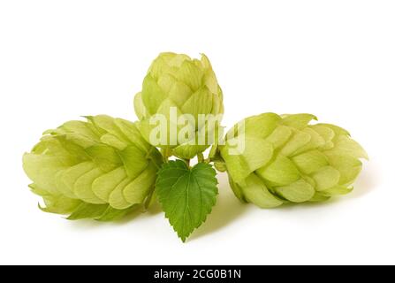 Hopfen mit Blatt isoliert auf weißem Hintergrund Stockfoto