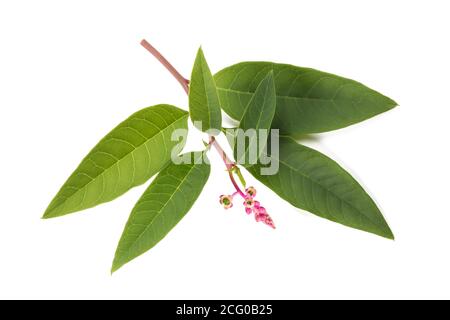 Pokeweed (Phytolacca americana) auf weißem Hintergrund Stockfoto