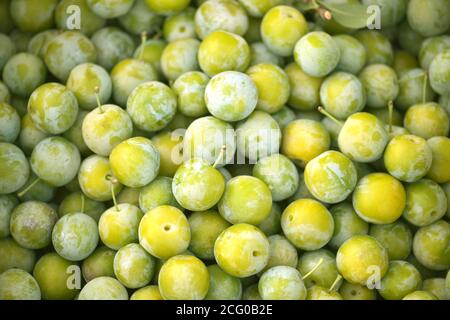 Pflaume. Frische Pflaumen. Ernte. Herbsternte. Herbst. Gelbe Pflaumen. Food-Foto. Ernte der gelben Pflaume. Obstgarten. Gesundes Leben. Landwirtschaft Stockfoto