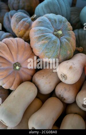 Verblasste orange grüne Kürbisse mit weißen Kürbissen Stockfoto