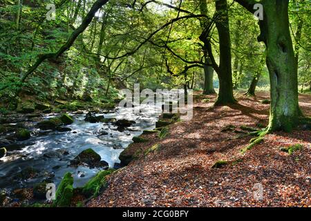 Flussweg, Hardcastle Crags, Hebden Bridge, Pennines, Yorkshire Stockfoto