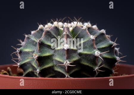 Kleine gymnocalycium mihanovichii in rotem Topf isoliert auf schwarzem Hintergrund Stockfoto