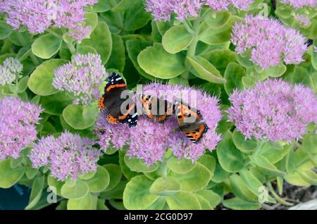 Tortoiseshell Schmetterlinge aglais uritcae und Red Admiral Schmetterling Vanessa atalanta Fütterung von Sedum brillanten Blumenblumen Stockfoto