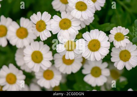 Im Sommer wachsen auf dem Rasen Gartenbären Stockfoto