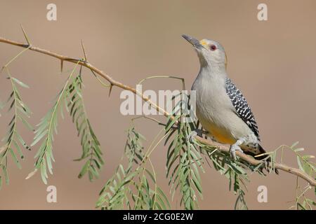 Golden-fronted Woodpecker (Melanerpes aurifrons) on Branch in South Texas, USA Stockfoto