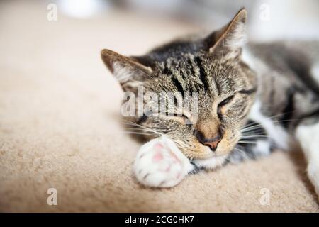 Das Gesicht der kurzhaarigen Hauskatze mit geschlossenen Augen liegt auf dem braunen Teppich und legt die Pfote unter ihre Wange. Stockfoto