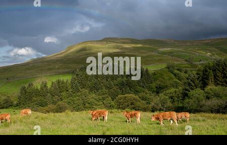 Herde von Limousin Vieh weiden in einem Hochland Weide mit einem Regenbogen über. Yorkshire Dales, Großbritannien. Stockfoto