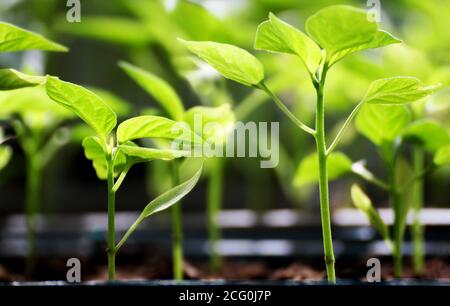 Die Frühjahrspflanzung. Frühe Samen von Pfeffer, aus Samen in Kisten zu Hause auf der Fensterbank gewachsen. Das ungewöhnliche Aussehen der Sämlinge im Sonnenlicht. Stockfoto