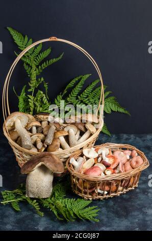 Frische rohe essbare Waldpilze in Körben auf dunklem Grund. Herbstpilze pflücken. Stockfoto