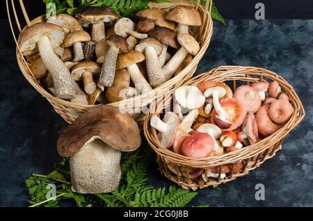 Frische rohe essbare Wildpilze und Täubling in Körben auf dunklem Grund. Herbstpilze pflücken. Stockfoto