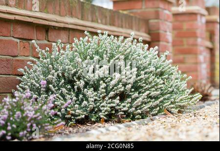 Heide, Winter blühende Heidekraut Pflanzen, White Perfection, erica x darleyensis, in einem Garten Blumenbeet, UK Stockfoto