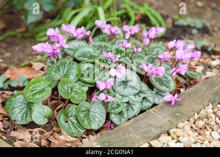 Cyclamen Coum oder östliches Sowbread mit rosa Blüten in einem Garten, Großbritannien Stockfoto