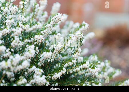 Winter Heidekraut Nahaufnahme, White Perfection, erica x darleyenis in einem Garten Grenze, Großbritannien Stockfoto